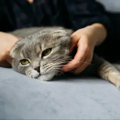 Smutny kot z żółtymi oczami, głaskany przez dłoń. Czy to fiv u kota objawy?