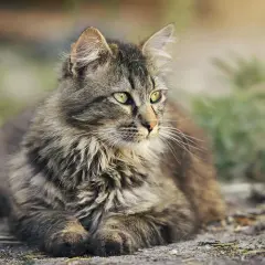 Puszysty kot wychodzący, z zielonymi oczami, leży na ziemi. Zastanawiasz się, ile żyje kot wychodzący?