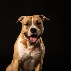 Uśmiechnięty amerykański pitbull terrier z językiem na wierzchu, na czarnym tle.