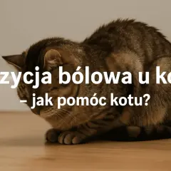 Kot w pozycji bólowej, skulony, z opuszczoną głową. Tekst: "Pozycja bólowa u kota - jak pomóc kotu?".