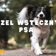 Pies rasy border collie biegnie z piłką w pysku. Napis na zdjęciu: "Kaszel wsteczny u psa".