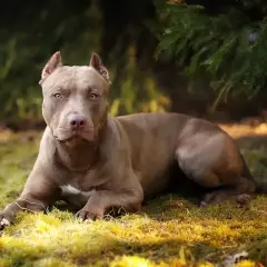 Szlachetny pitbull o brązowej sierści leży na trawie, otoczony zielenią. Jego spojrzenie jest czujne, a sylwetka muskularna.