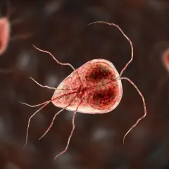 Mikroskopijny obraz pasożyta Giardia, który może powodować problemy zdrowotne u psów.