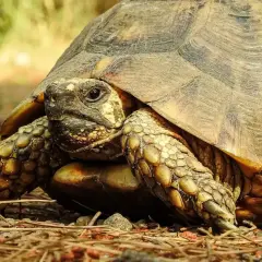 Żółw grecki, znany z długowieczności, z bliska.