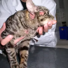 Kot z zaczerwienionymi uszami i łysymi plamami na głowie, prawdopodobnie z powodu alergii pokarmowej. Weterynarz bada zwierzę.