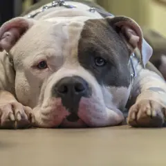 Uroczy american bully classic leży na podłodze, z pyszczkiem opartym na łapach.