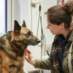 Uśmiechnięta kobieta głaszcze owczarka niemieckiego. Pies wygląda na spokojnego, a kobieta na troskliwą.