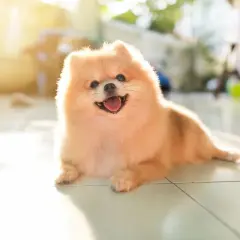 Uśmiechnięty piesek rasy pomeranian leży na płytkach, rozkoszując się ciepłem słońca.
