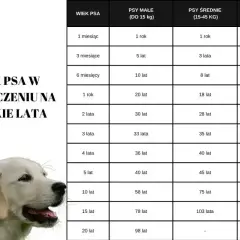 Tabela porównująca wiek psa w ludzkich latach, zależnie od jego wielkości. Dowiedz się, jak długo rośnie pies kundel.