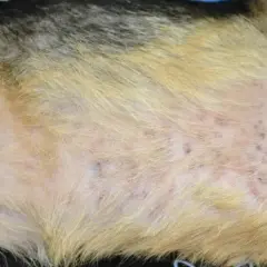 Widoczne liczne czerwone krostki i ciemne plamki na skórze psa, świadczące o wysypce.