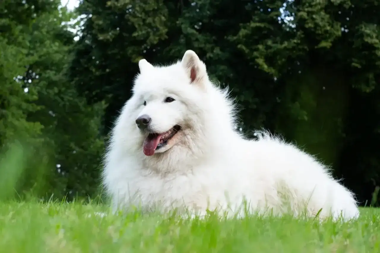 Samojed - biały puchaty pies czy coś więcej? Sprawdź!