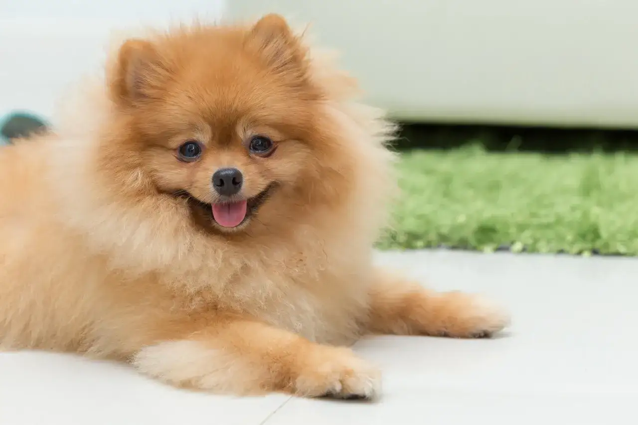 Uroczy piesek rasy pomeranian leży na podłodze, z językiem na wierzchu, gotowy do zabawy.