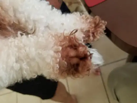 Bichon frise brązowy? Prawda o kolorze sierści i przebarwieniach
