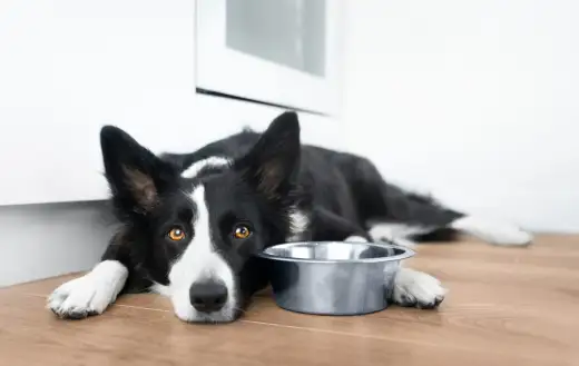 Ile waży Border Collie? Prawidłowa waga i kondycja psa