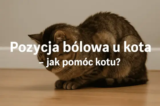 Ból u kota - Jak rozpoznać i kiedy działać?