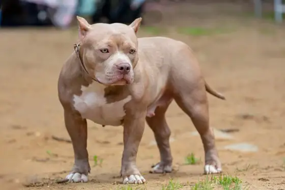 American Bully XXL - Prawda o rasie. Czy to pies dla Ciebie?