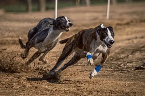 Najszybszy pies na świecie - Greyhound. Czy chart pasuje do Ciebie?